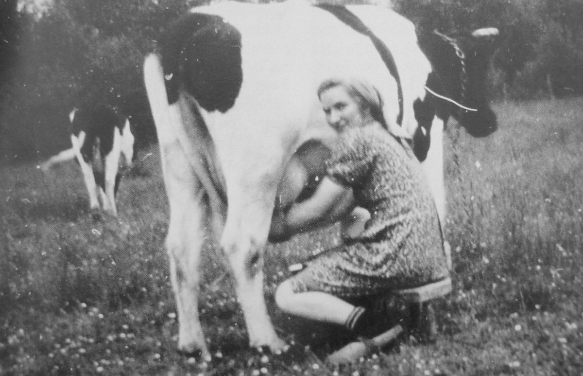 3507 Kuh melken